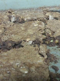 A picture of chocolate milk brownies with walnuts.