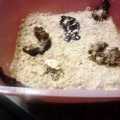 A picture of Kitty Litter Cake ~ halloween.