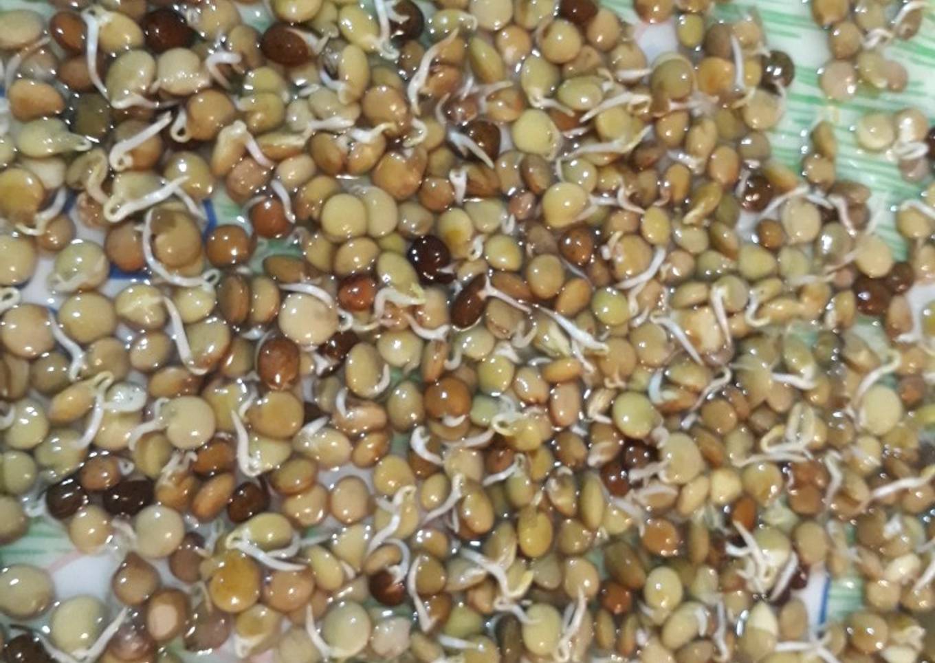 Brotes de lentejas