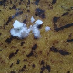 A picture of Makki ki roti.