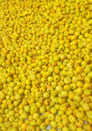 عکسی از دستور کیالک 😍😋😋😍