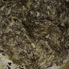 A picture of African Night shade.