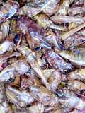 Fried peppered grasshopper