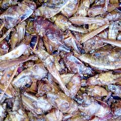 A picture of Fried peppered grasshopper.