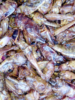A picture of Fried peppered grasshopper.