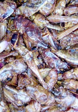 A picture of Fried peppered grasshopper.