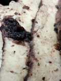 Blueberry-Red Bull Braised Pork Loin