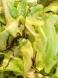 Shio-kombu Cabbage in Lemon Juice in 5 Minutes
