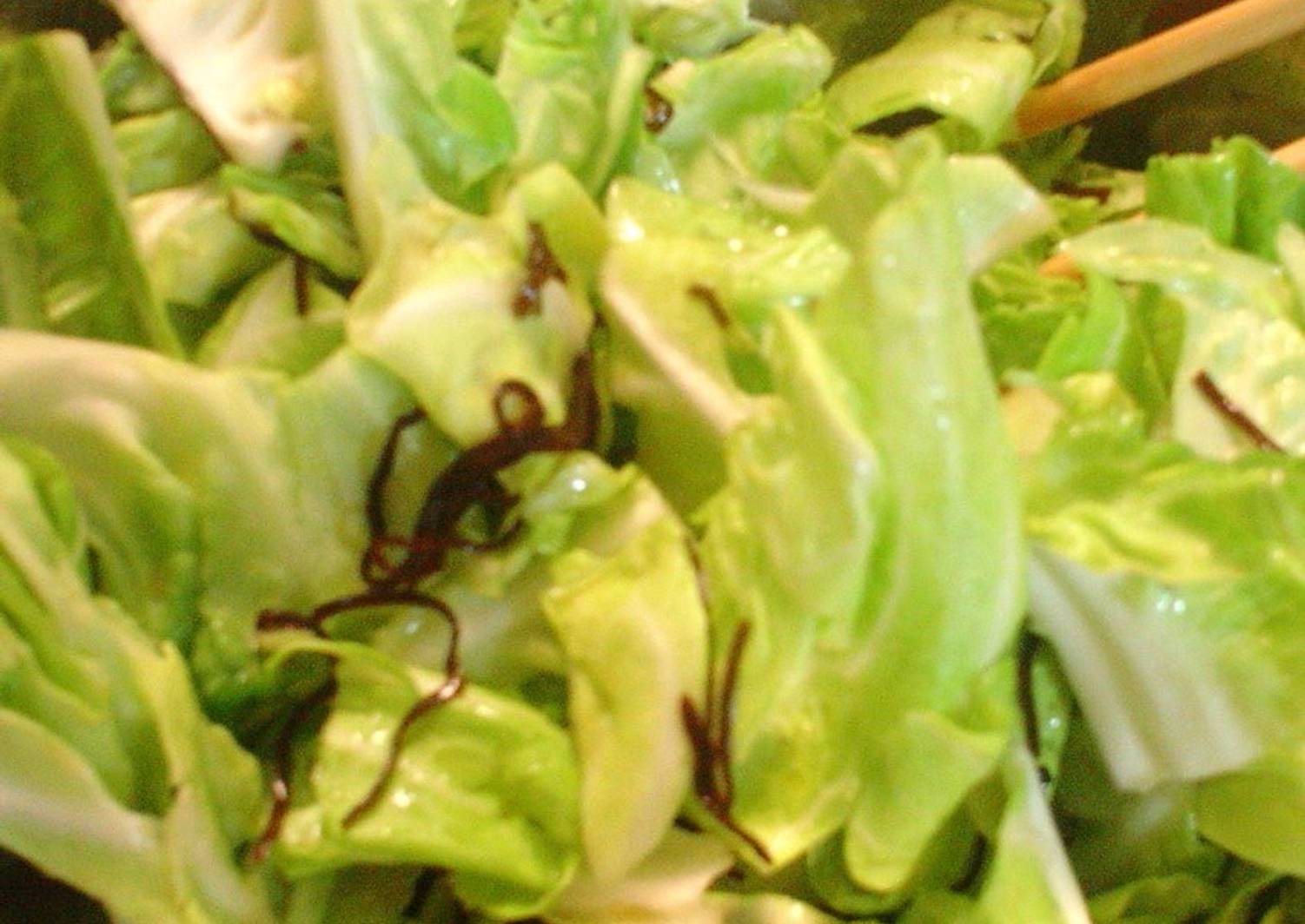 Shiokombu Cabbage in Lemon Juice in 5 Minutes Recipe by cookpad.japan