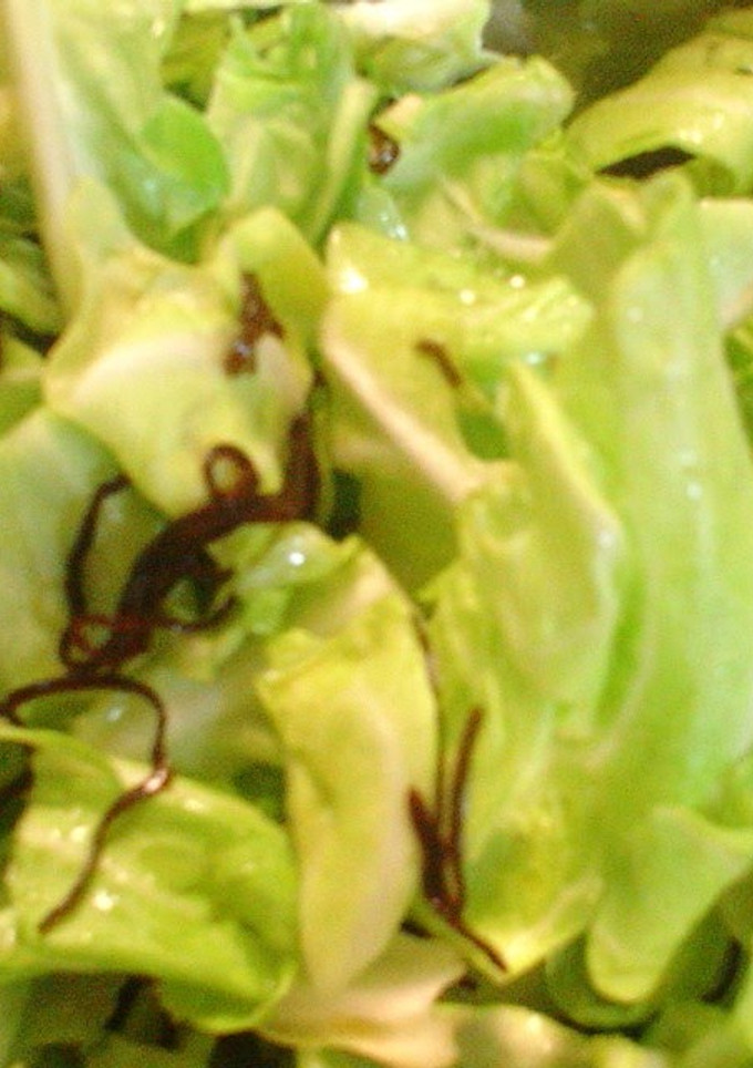 A picture of Shio-kombu Cabbage in Lemon Juice in 5 Minutes.