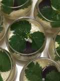 Steamed Savory Egg Custard