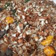Arroz con menudos