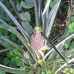 A picture of Many uses of a pineapple.