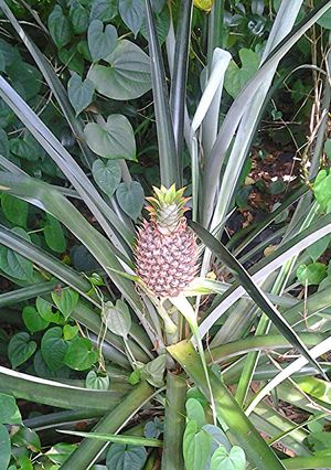 A picture of Many uses of a pineapple.