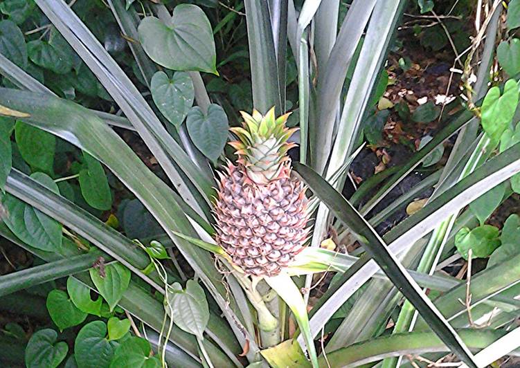 Many uses of a pineapple