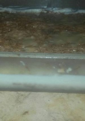 صورة لوصفة حلى الشعيريه