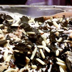 A picture of Chocolatey Oreo layer pudding pie.