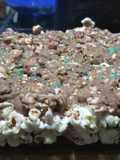 Popcorn marshmallow bars