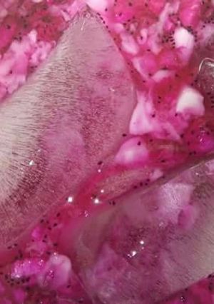 Foto resep Es kopyor buah naga
