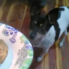A picture of Peanut Butter Banana Pupcakes.