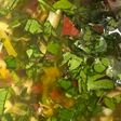 CHIMICHURRI CASERO 🥖