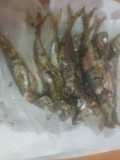 Chicharros adobados y fritos