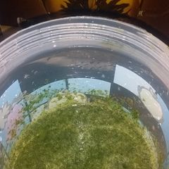 A picture of Podina ke chutnney.