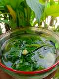 Sayur Bayam Segar