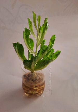 عکسی از دستور رشد مجدد کاهو