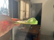 Una foto de ciboulette albahaca