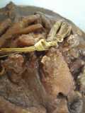 Malbi Ayam Petelur