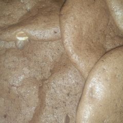 A picture of Chocolate chip cookies.