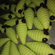 Kue ulat bulu(caterpillar)