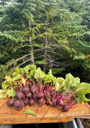 A picture of Beet Mixture.