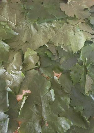 عکسی از دستور فریز کردن برگ مو