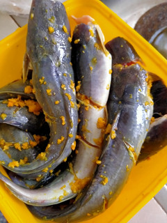 Foto resep Lele goreng