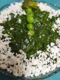 Palak Paneer Methi Matar Saag --- Protein Rich Subji With Seasonal Greens