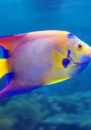 Una foto de Pescado frito