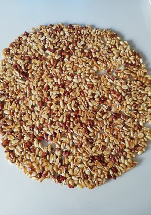 સીંગદાણા ની ચીકી (Peanut Chikki Recipe In Gujarati) રેસીપી મુખ્ય ફોટો