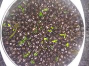 A picture of boiled channa