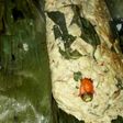 Pepes Tahu