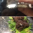 Medallones de Menta riquísimos y fáciles