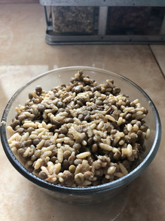 A picture of Mujadara.