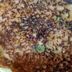 A picture of Wheet flour chila.
