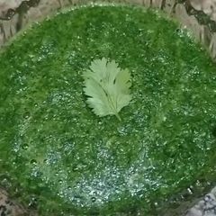 A picture of Pudina ki chutney.