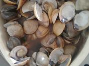Gambar siput kecap