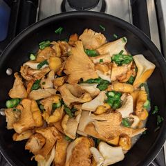 A picture of Autumn Chanterelles.