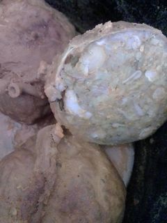 صورة لوصفة البكبوكة الوجدية