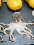 Mini-Oktopus-Rezept