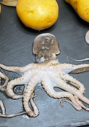 Mini-Oktopus-Rezept Rezepthauptbild